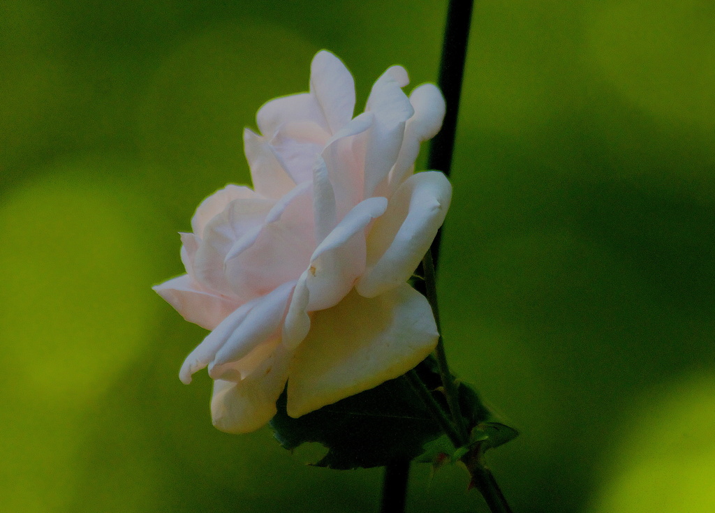 A single rose by vernabeth