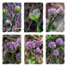 Allium Progression  by gardencat