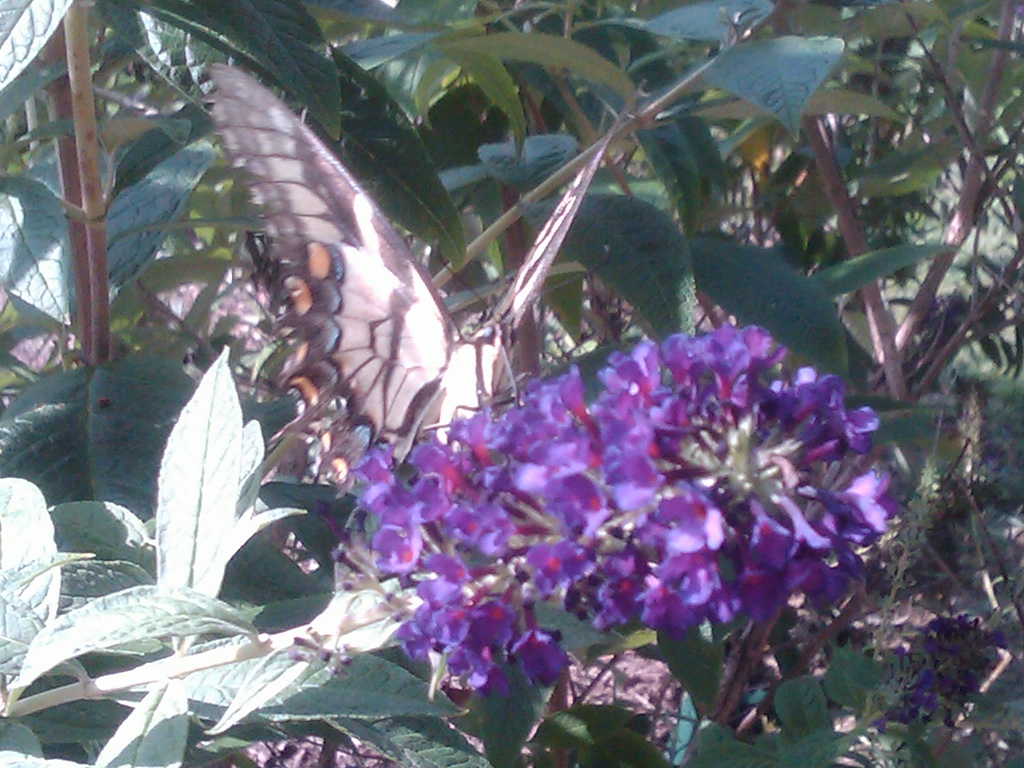 Butterfly Bush by graceratliff