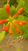 23rd May 2013 - Honeysuckle