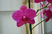 24th May 2013 - orchid