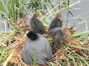 24th May 2013 - Coot and her babies