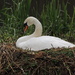 Gracious swan by bizziebeeme