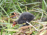 24th Dec 2008 - Baby Coot