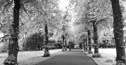 22nd May 2013 - Vernon Park in Infra Red