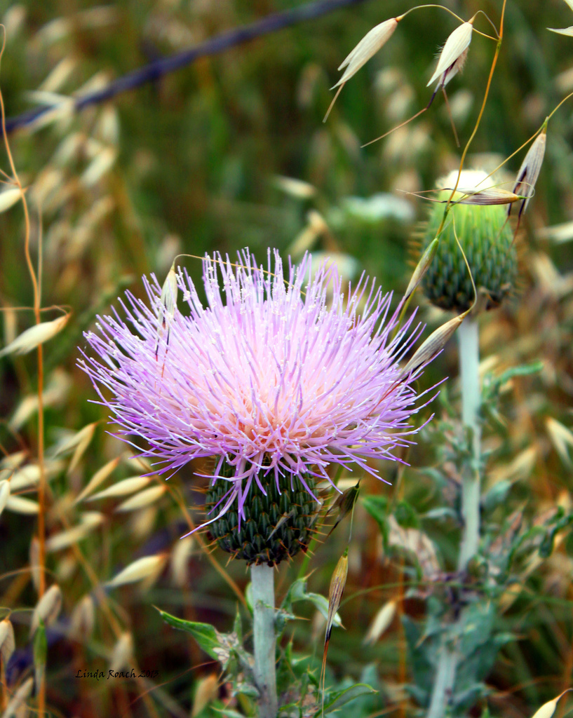 Thistle and Grass Seed Pods by grannysue
