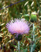 24th May 2013 - Thistle and Grass Seed Pods