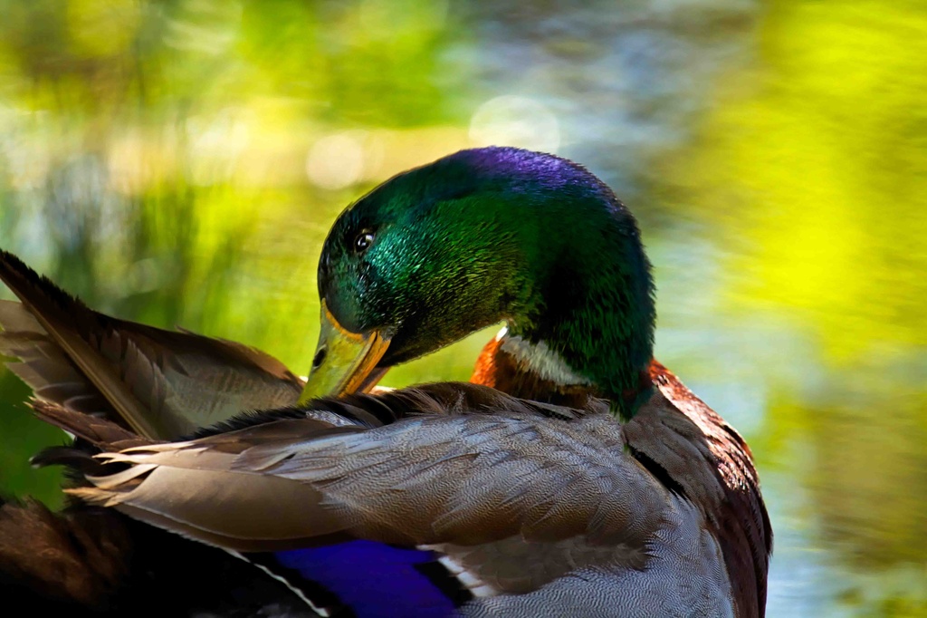 Duck, Duck, Goose... by exposure4u