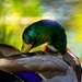 Duck, Duck, Goose... by exposure4u