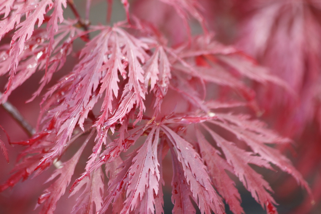 Acer leaves  by anne2013