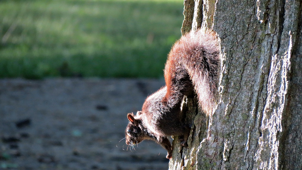 Sun-Limned Critter by juliedduncan