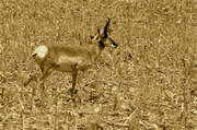 23rd May 2013 - Monochromatic Pronghorn Antelope