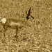 Monochromatic Pronghorn Antelope by aecasey