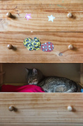22nd May 2013 - The Cat in a Drawer...