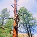 Butterscotch tree by peterdegraaff