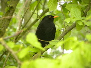 6th May 2013 - Blackbird