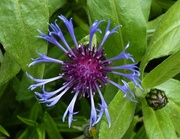 25th May 2013 - Cornflower