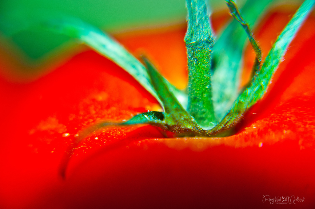 Tomato by ragnhildmorland