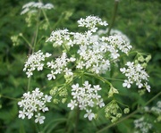 24th May 2013 - Cow Parsley