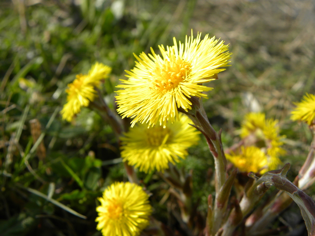 Coltsfoot by oldjosh