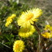 Coltsfoot by oldjosh
