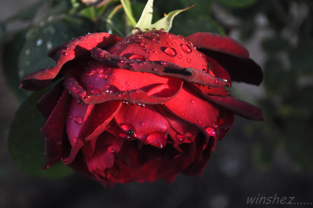 red rose by winshez