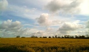 14th May 2013 - Skies, fields, trees