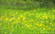 25th May 2013 - Buttercup Meadow