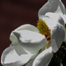 Magnolia Emerged by darylo