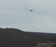 22nd May 2013 - curlew