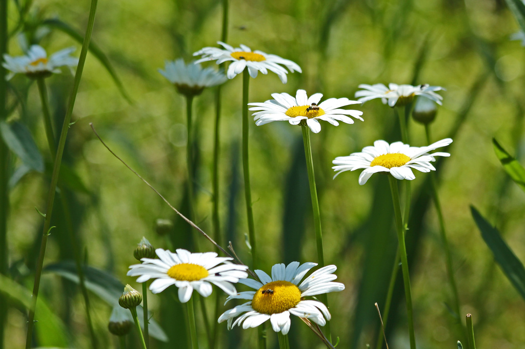 Can't beat a daisy for a smile by milaniet