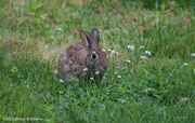 25th May 2013 - The Early Bunny Gets the Clover