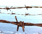 25th May 2013 - Barbed Wire