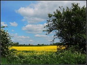 25th May 2013 - Fields of gold