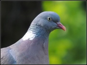 25th May 2013 - Pigeon