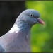 Pigeon by rosiekind