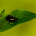 Insect on leaf by elisasaeter
