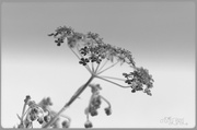 25th May 2013 - Filtered Cow Parsley