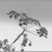 Filtered Cow Parsley by craftymeg