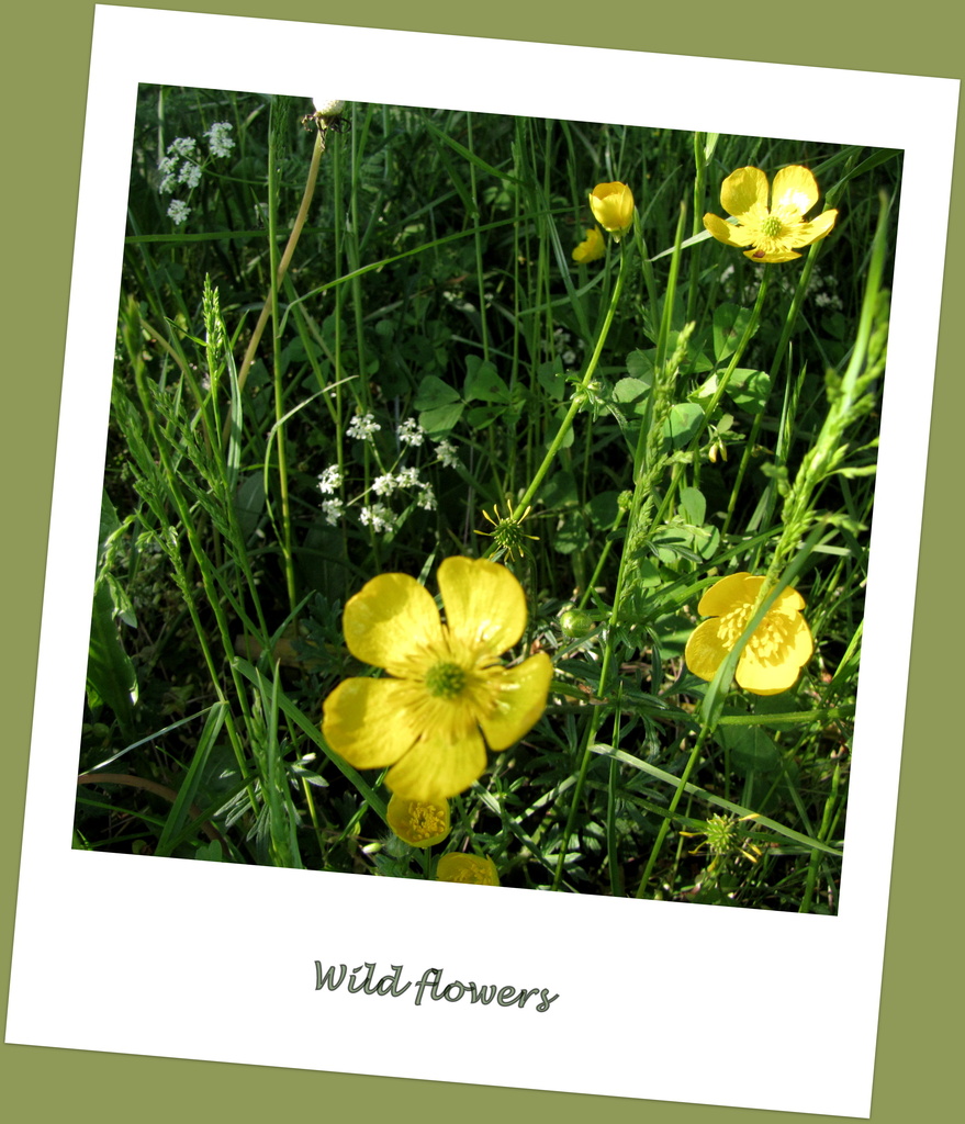 Wild flowers by busylady