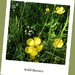 Wild flowers by busylady