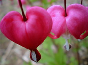 25th May 2013 - Crimson hearts ..