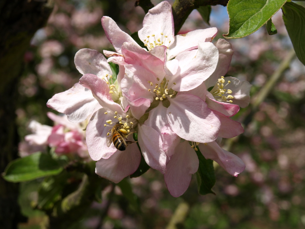 Bee on apple blossom - 25-5 by barrowlane