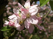 25th May 2013 - Bee on apple blossom - 25-5