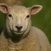 Lamb - 25-5 by barrowlane