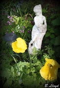 25th May 2013 - Garden-statue & Welsh Poppies 