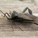 Stink Bug by lynne5477