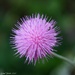 Purple Weed by lynne5477