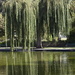 Weeping willow by sugarmuser