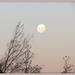 Moon rising by kiwiflora